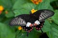 229 gewoehnlicher Mormone - Papilio polytes